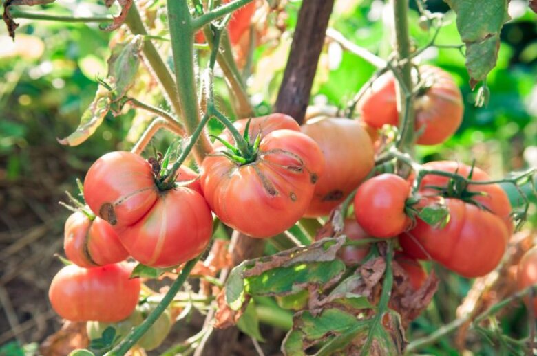 tomates biologiques